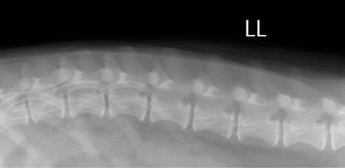 の単純X線検査像の側面像01