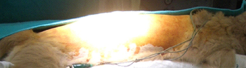 手術前の準備の様子