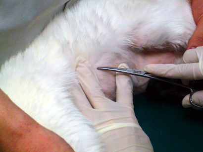 毛髪診(トリコグラム)の皮膚検査