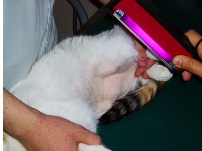 皮膚糸状菌(特にMicrosporum canis)の検査<