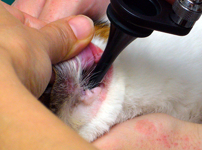 耳鏡にて耳の中の耳道や鼓膜の状態を調べます