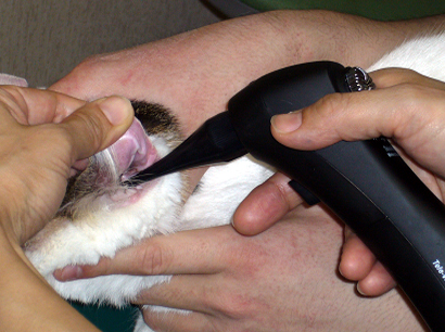 ビデオオートスポープ