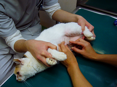 皮膚病検査の方法