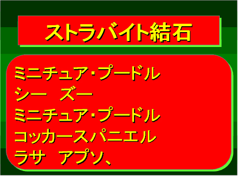 ストラバイト結石