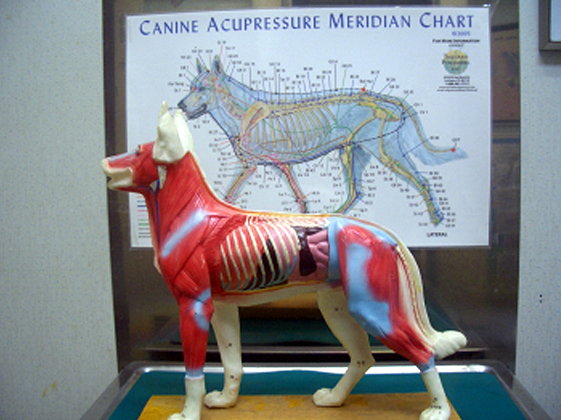 犬の経絡と経穴を示す説明図と立体の模型