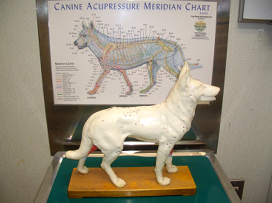 犬の経絡と経穴を示す説明図と立体の模型