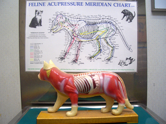 猫の経絡と経穴を示す説明図と立体の模型