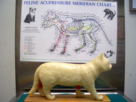 猫の経絡と経穴を示す説明図と立体の模型