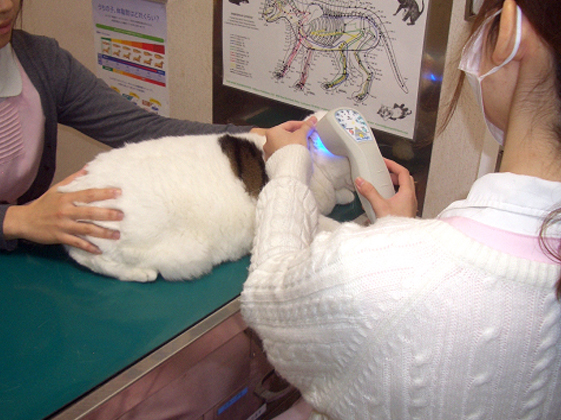 470nmの光線照射