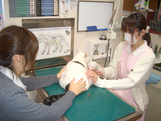 鍼灸のように限局された部位に使用