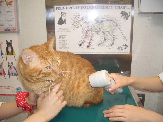 TQSoloによる照射の様子