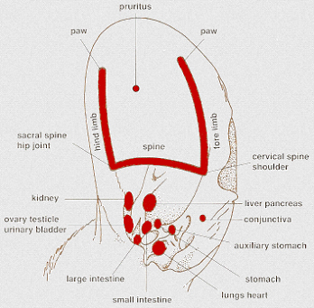 犬の耳の耳介治療の関係図
