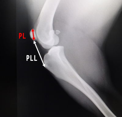 は嚢外固定(外側固定)やTPLO、CBLO等を同時に行う必要