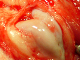 滑車溝が浅いG4のマルチーズ