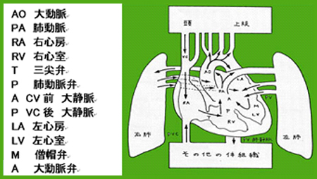 心臓の機能を知ろう