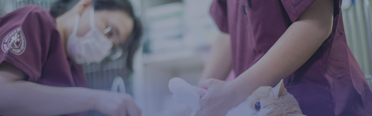 獣医師に求められるスキルと伴侶動物への優しい獣医学