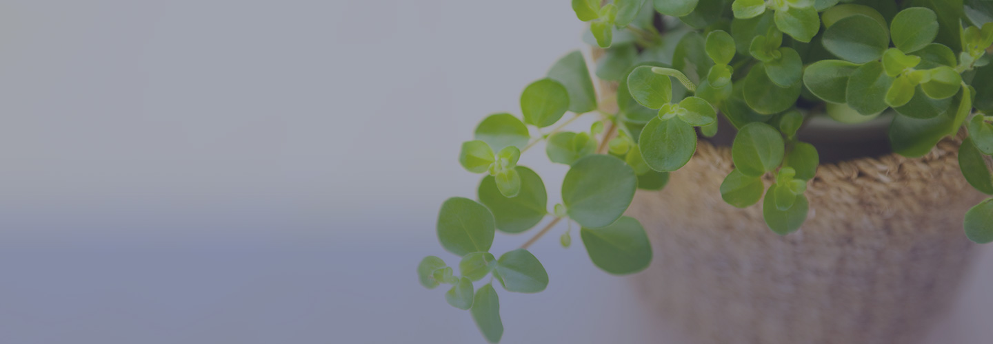 インターネット獣医療相談